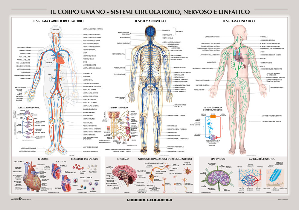 Corpo umano: sistemi circolatorio, nervoso e linfatico. Carta murale scientifica