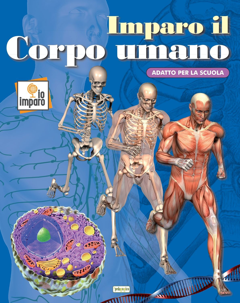Imparo il corpo umano