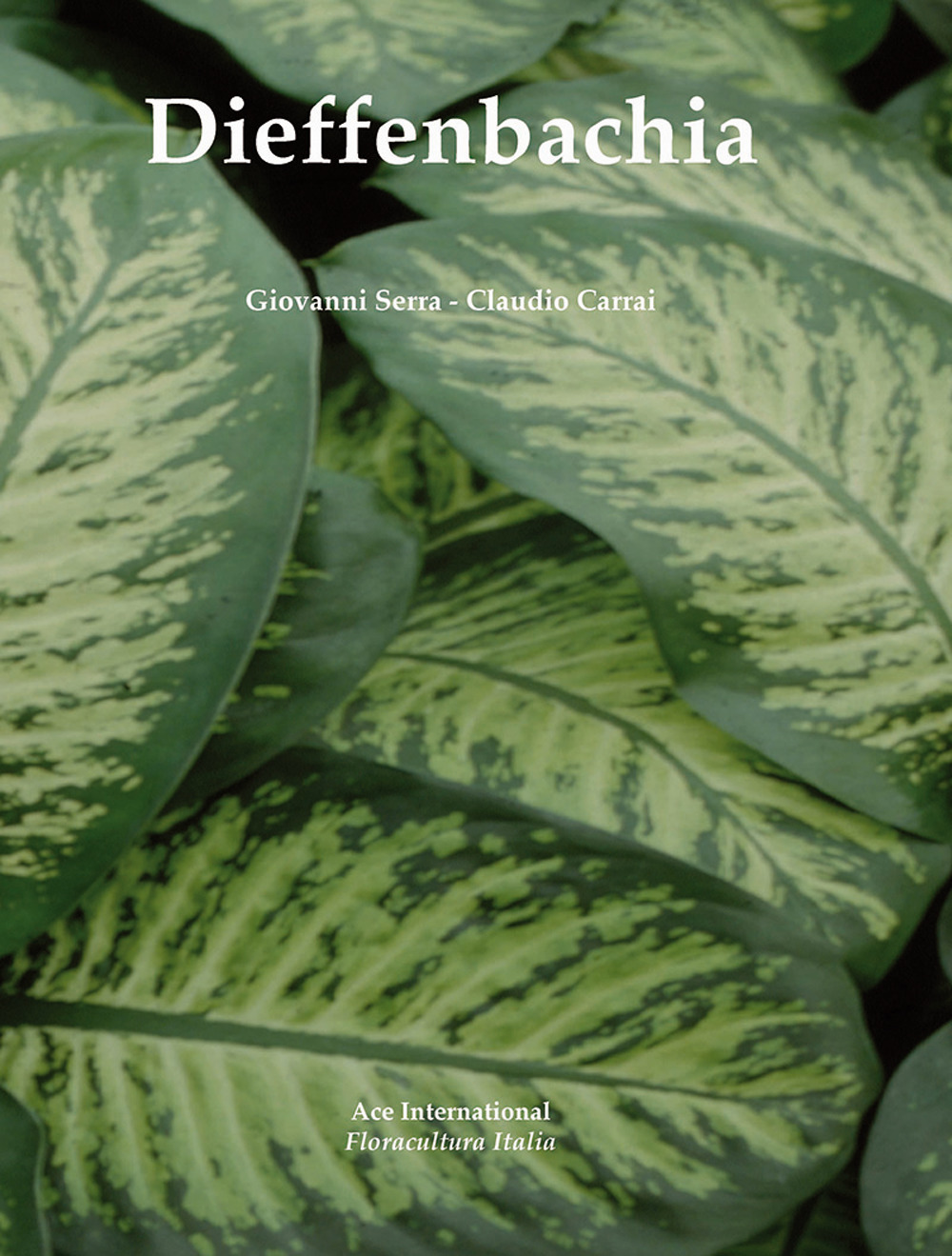 Dieffenbachia