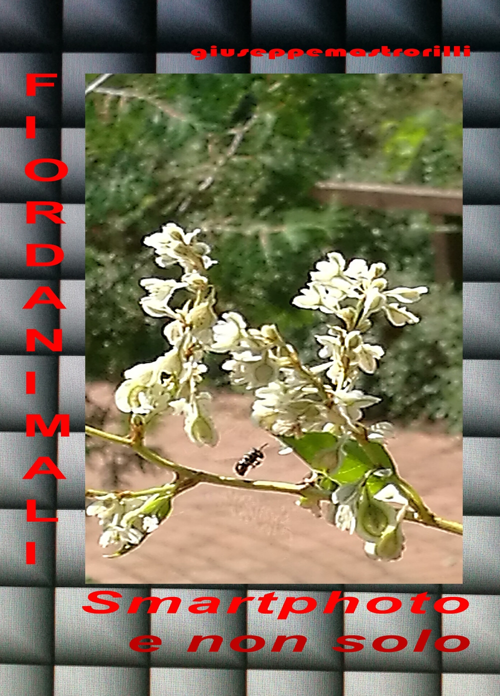 Fiordanimali. Smartphoto e non solo