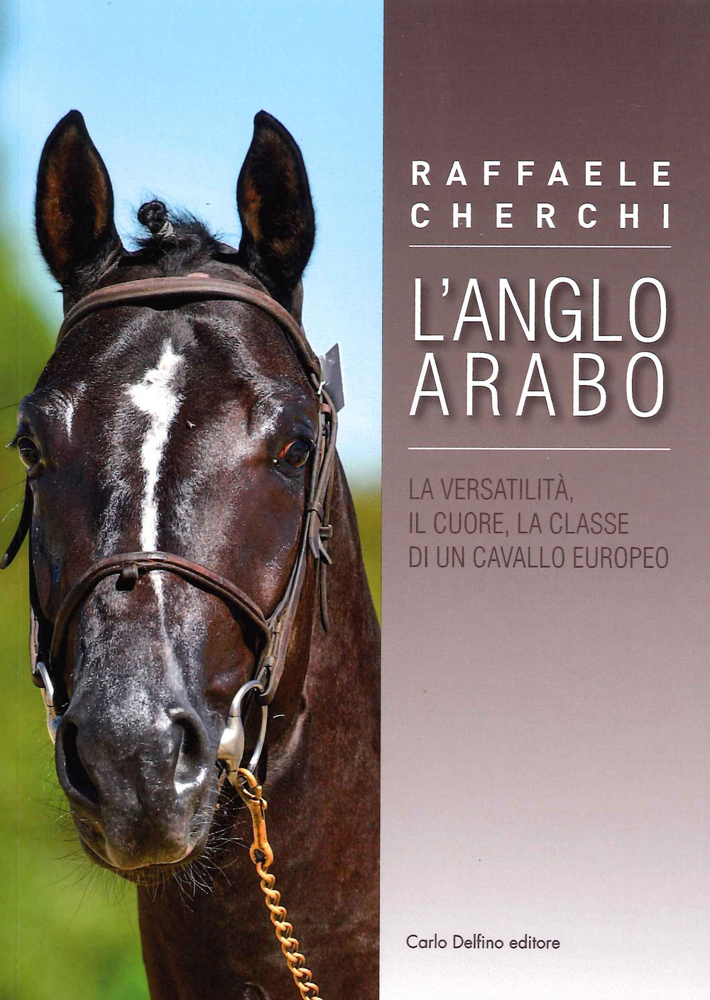 L'Anglo arabo. La versatilità, il cuore, la classe di un cavallo europeo