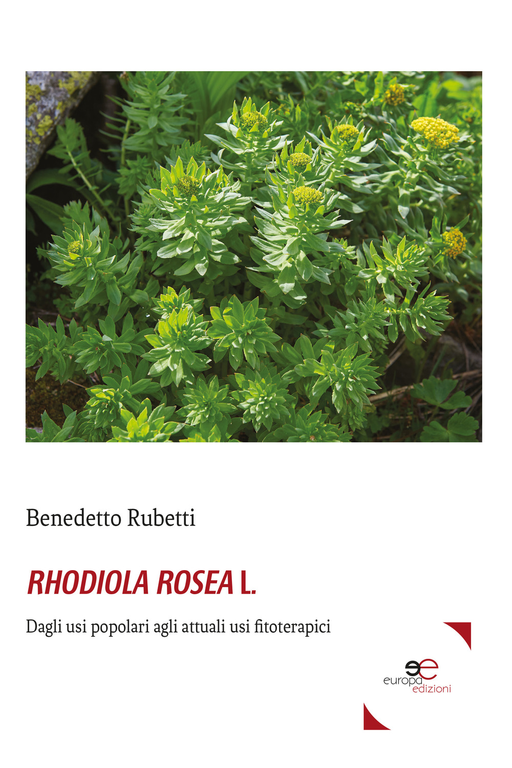 Rhodiola rosea L.