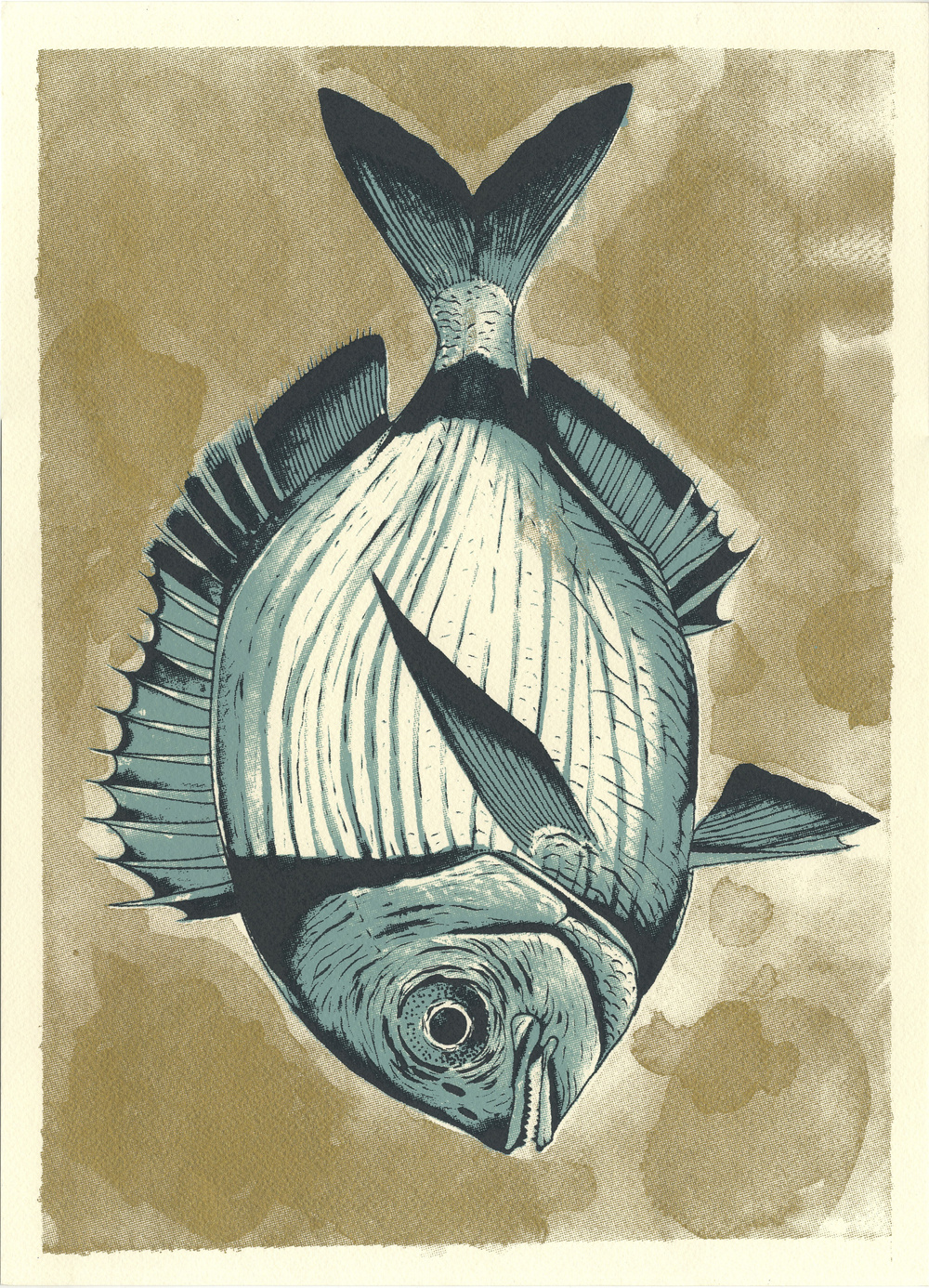 Sarago golden serie. Sarago illustrato