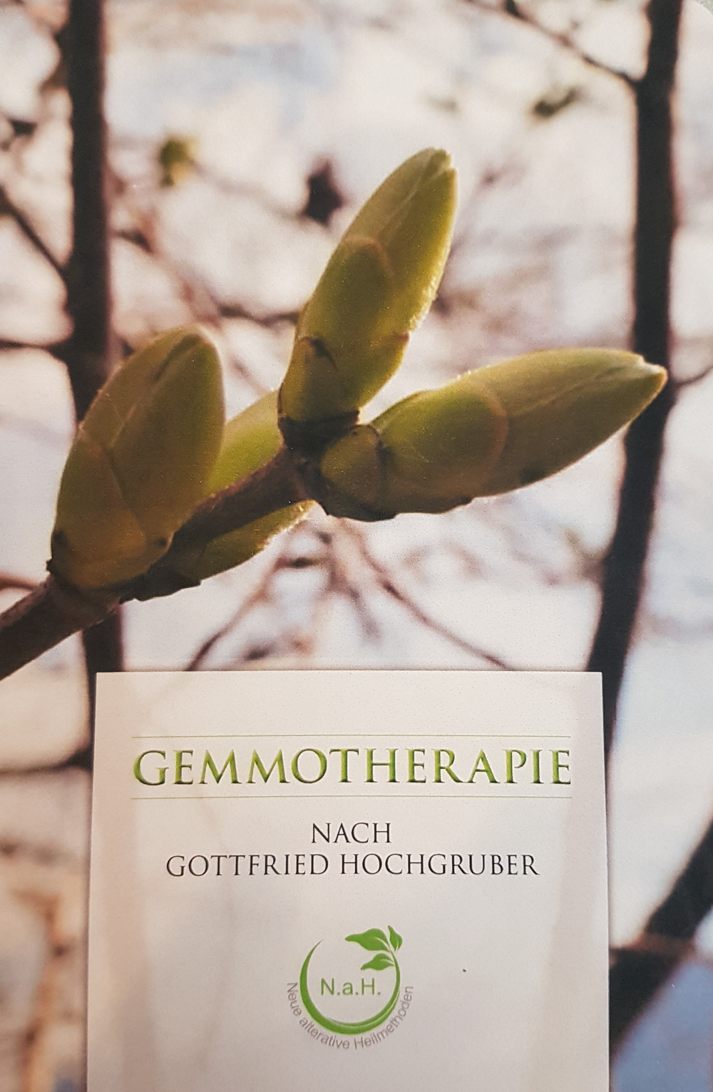 Gemmotherapie nach Gottfried Hochgruber