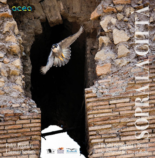 Sopra la città. I falchi pellegrini a Roma-The peregrine falcons in Rome
