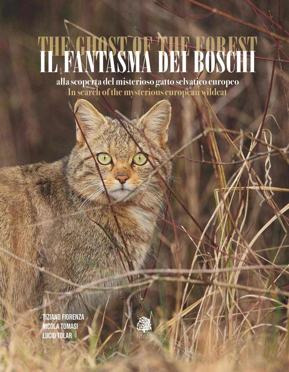 Il fantasma dei boschi. Alla scoperta del misterioso gatto selvatico europeo-The ghost of the forest. In search of the mysterious euroepan wildcat