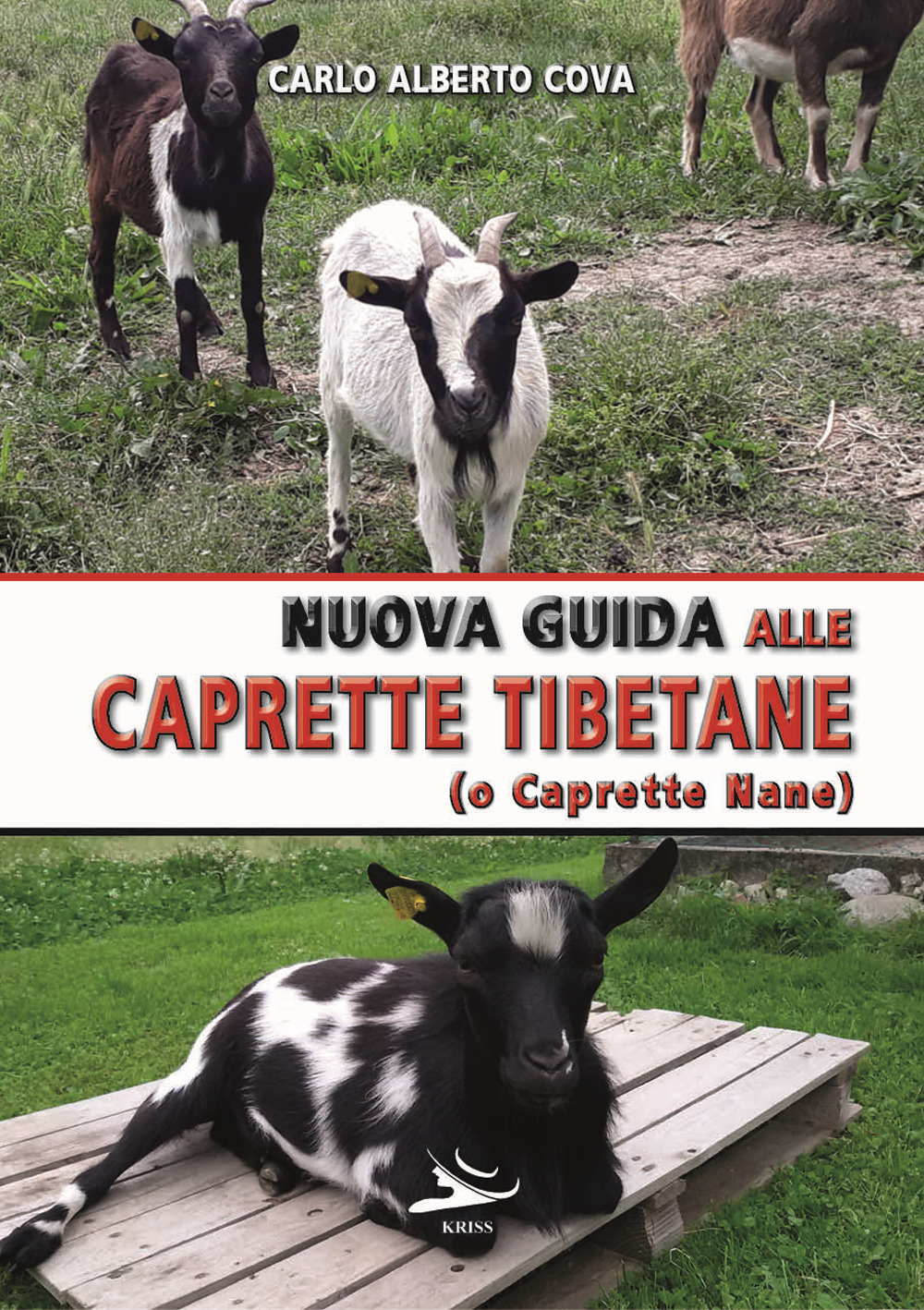 Nuova guida alle caprette tibetane (o caprette nane)