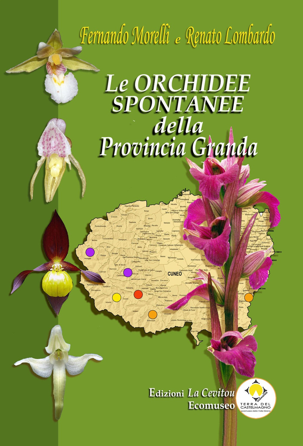 Le orchidee spontanee della Provincia Granda