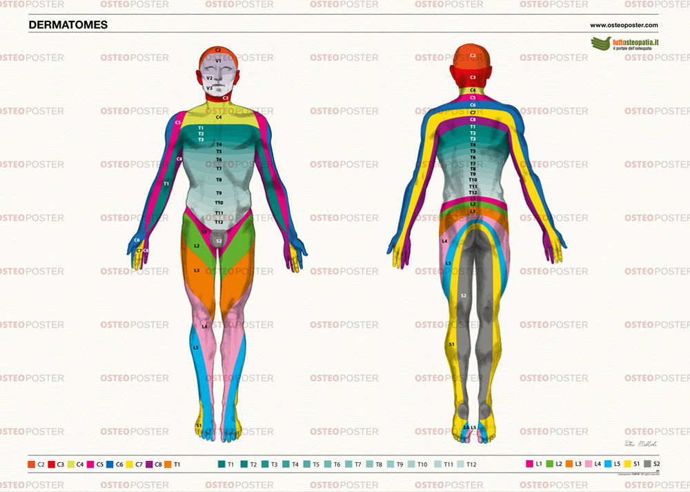 Osteoposter dermatomi corpo intero
