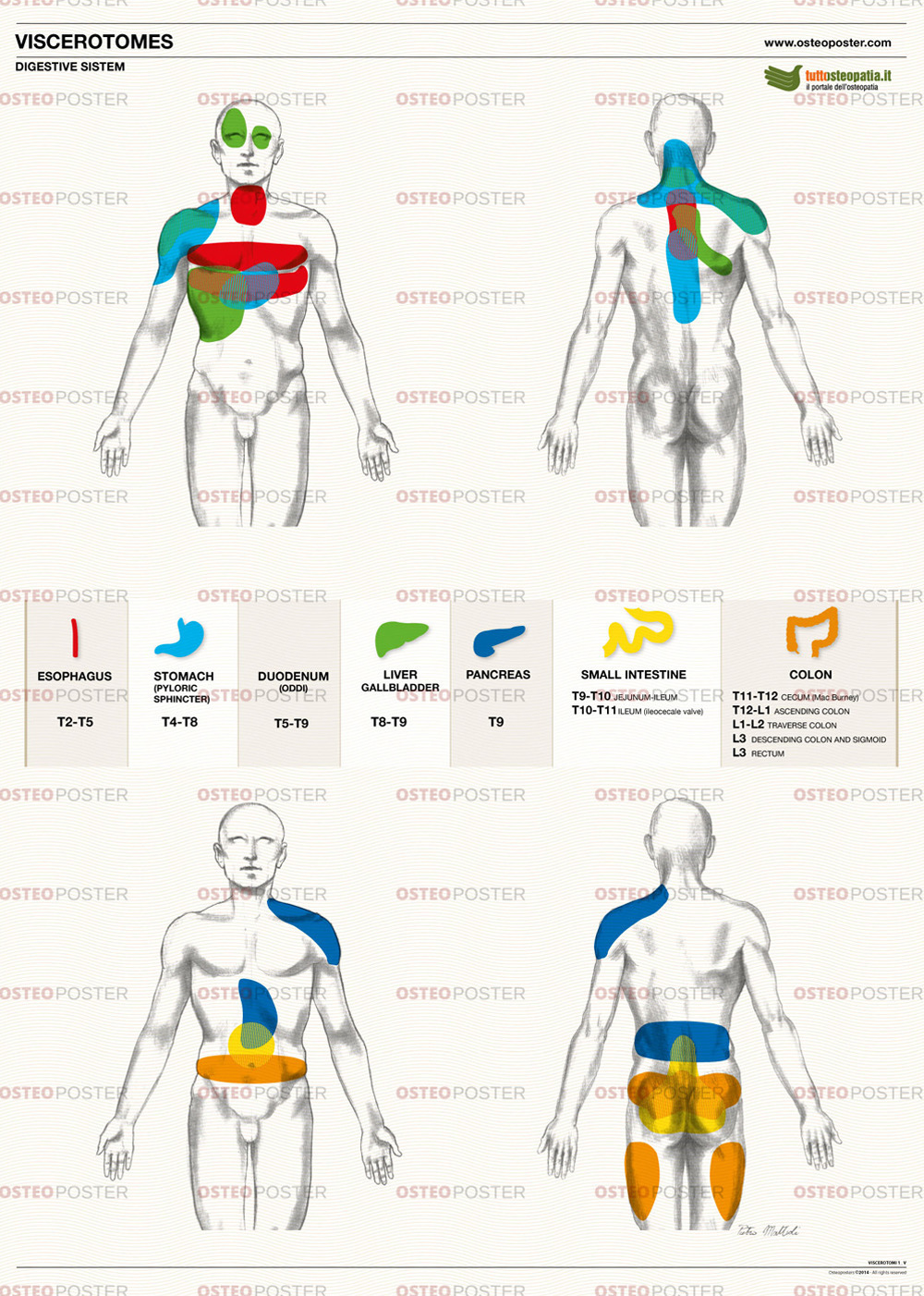 Osteoposter viscerotomi - sistema digestivo - verticale