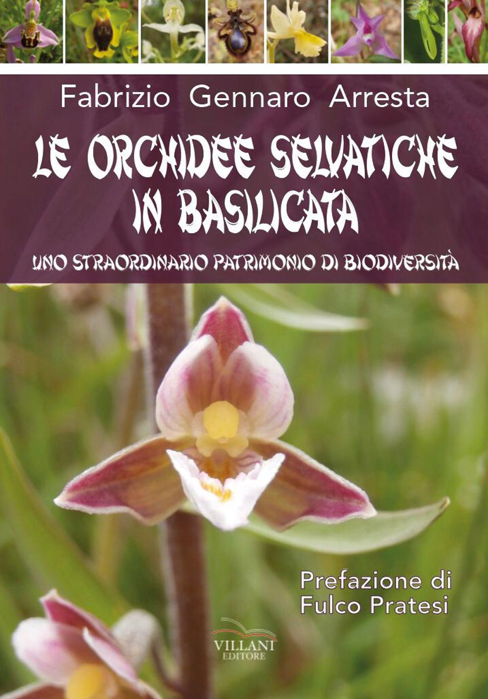 Le orchidee selvatiche in Basilicata