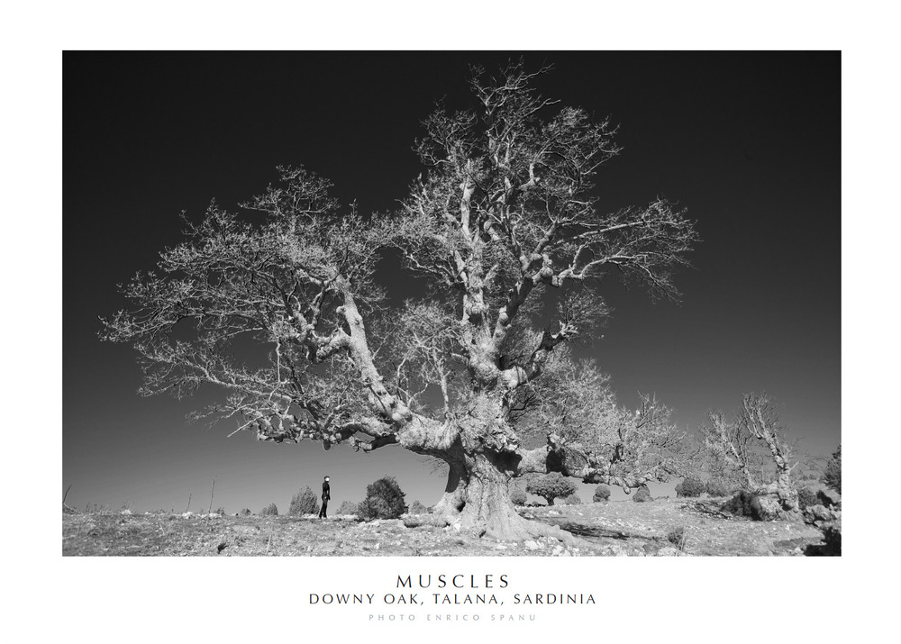 Muscles. Downy Oak, Talana, Sardinia. Ediz. italiana e inglese