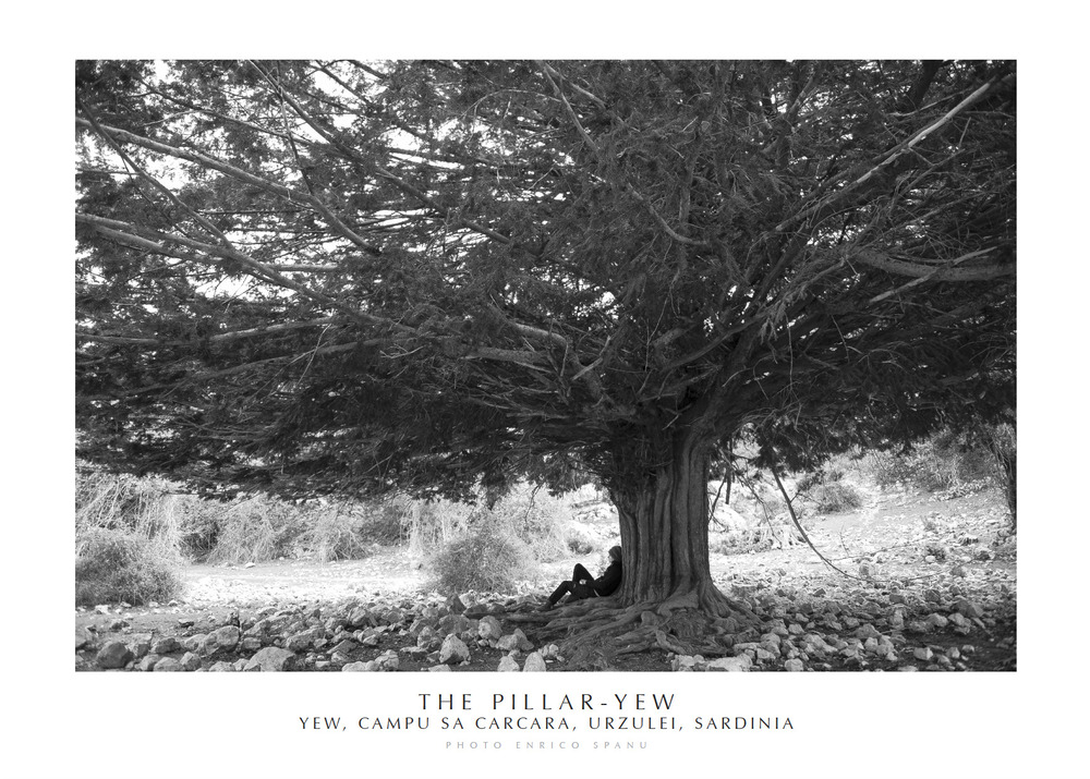 The Pillar-Yew. Yew, Campu Sa Carcara, Urzulei, Sardinia. Ediz. italiana e inglese