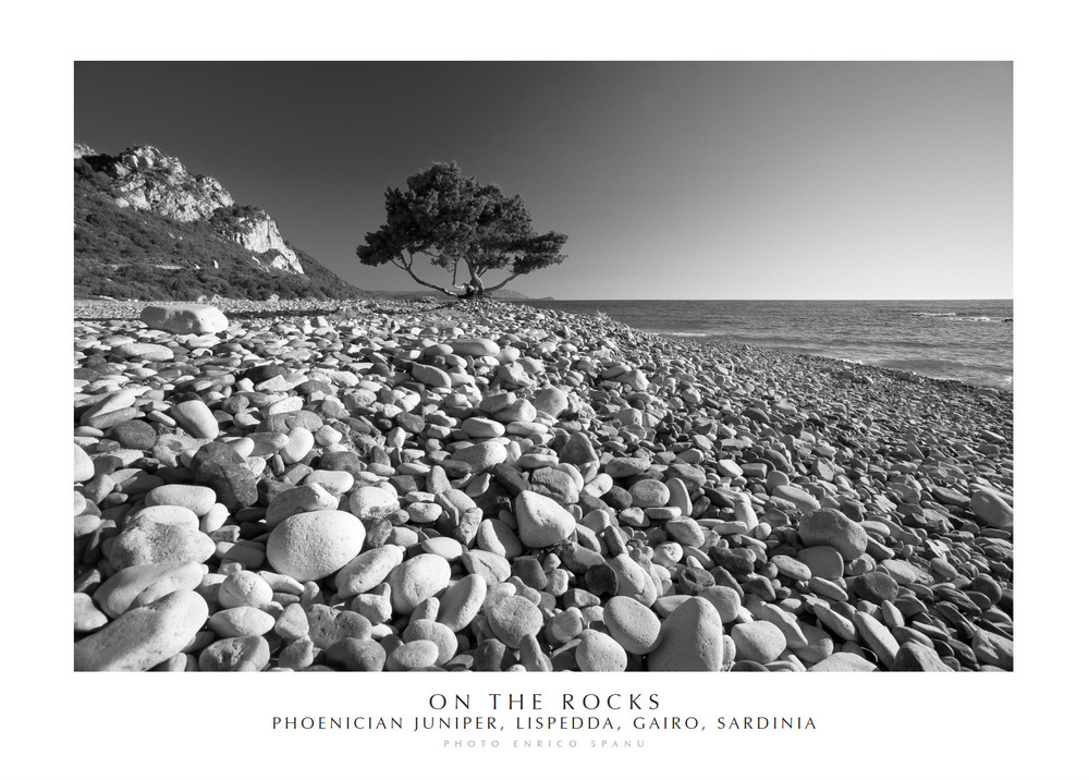 On the rocks. Phoenician Juniper, Lispedda , Gairo, Sardinia. Ediz. italiana e inglese
