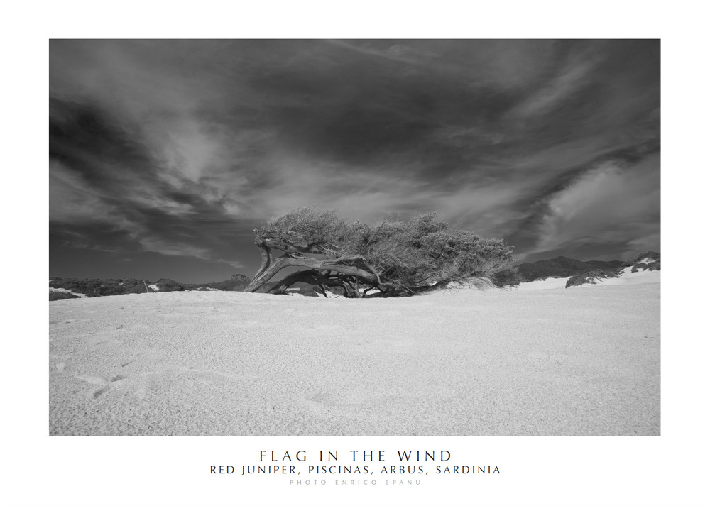 Flag in the wind. Red Juniper, Piscinas, Arbus, Sardinia. Ediz. italiana e inglese