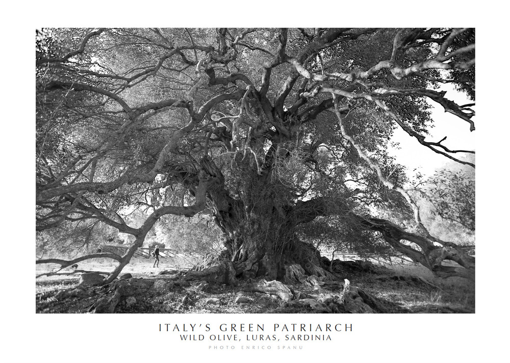 Italy's green patriarch. Wild olive, Luras, Sardinia. Ediz. italiana e inglese