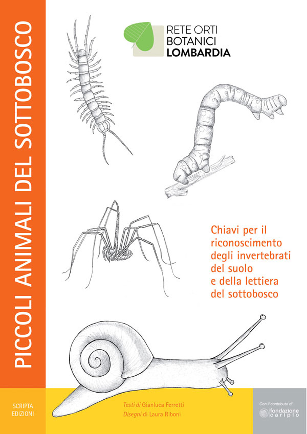 Piccoli animali del sottobosco. Chiavi per il riconoscimento degli invertebrati del suolo e della lettiera del sottobosco