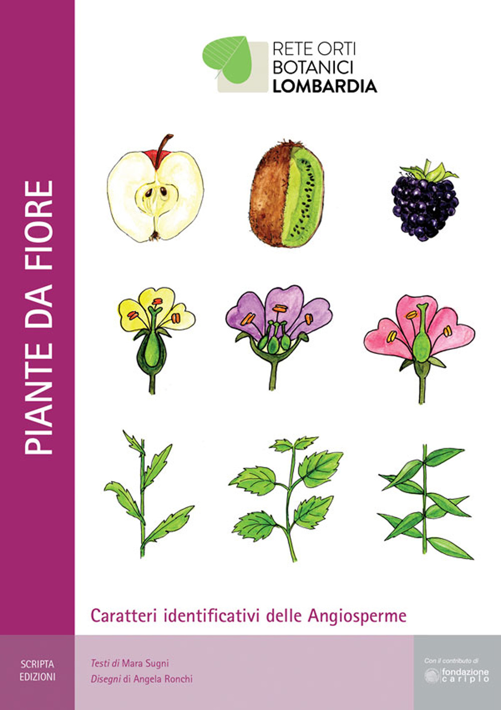 Piante da fiore. Caratteri identificativi delle angiosperme