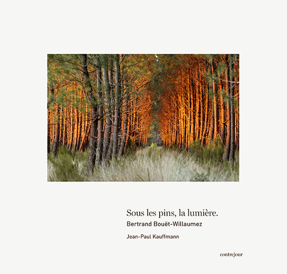 Sous les pins la lumière