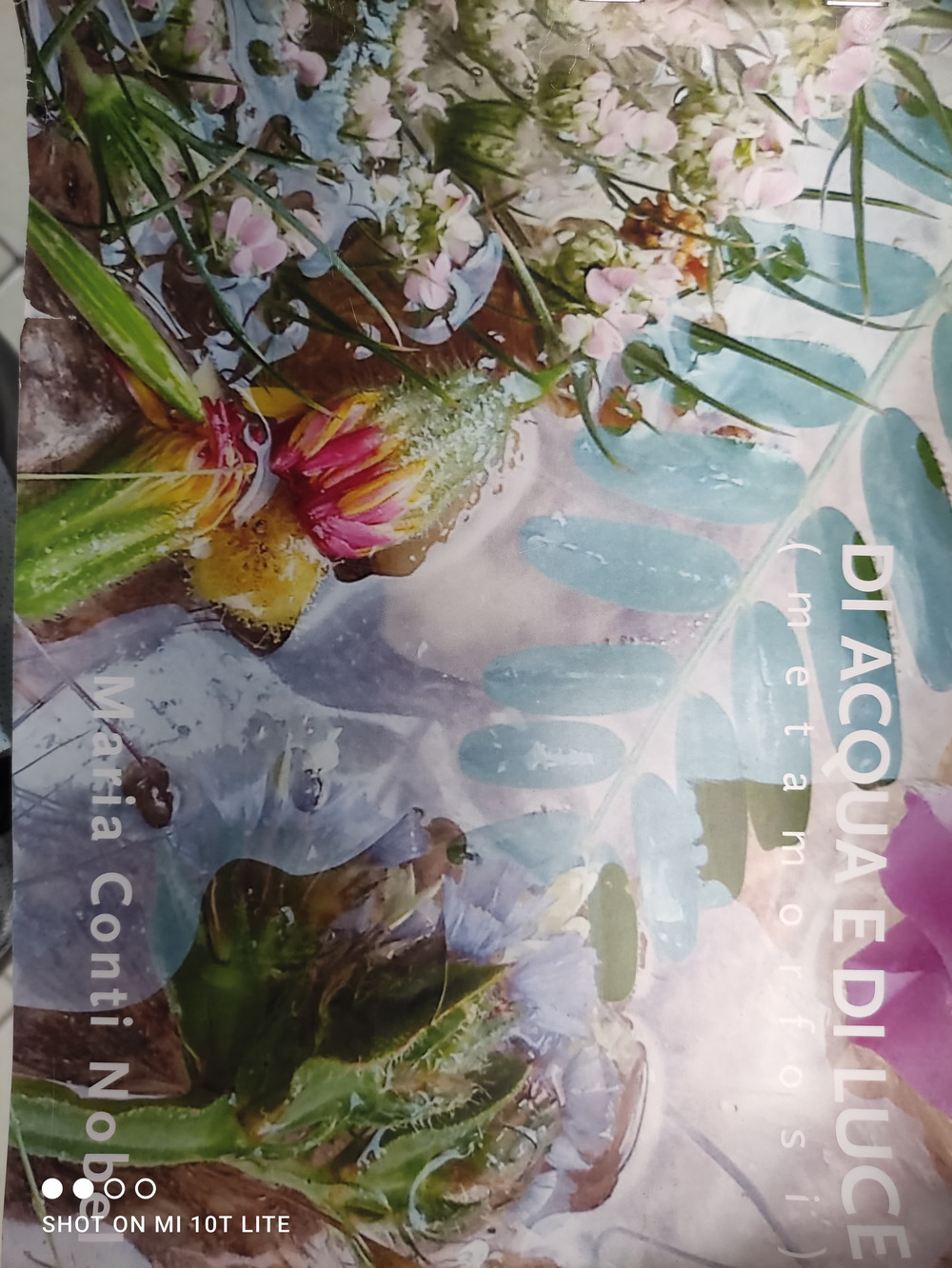 Di acqua e di luce. Metamorfosi. Ediz. italiana, olandese e inglese