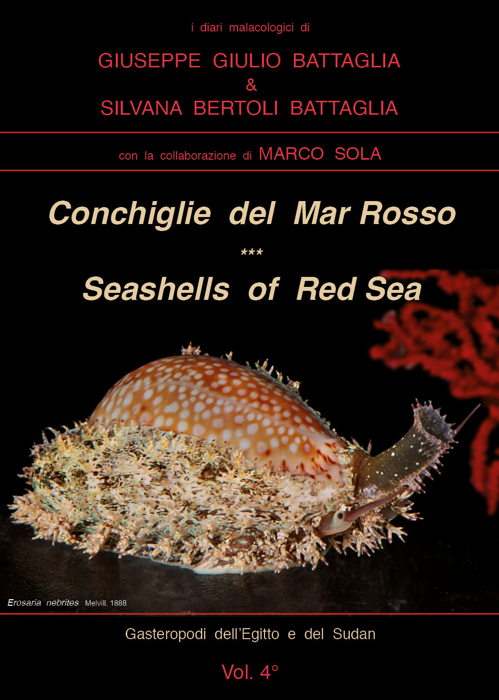 Conchiglie del Mar Rosso-Red Sea's seashelles