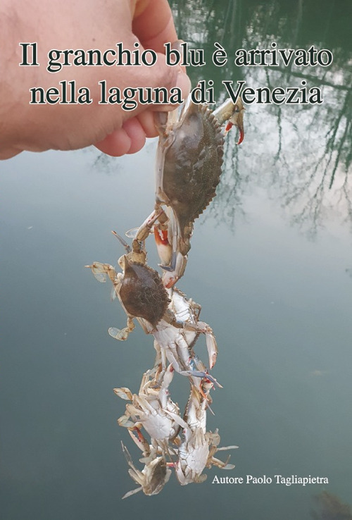 il granchio blu è arrivato nella laguna di Venezia