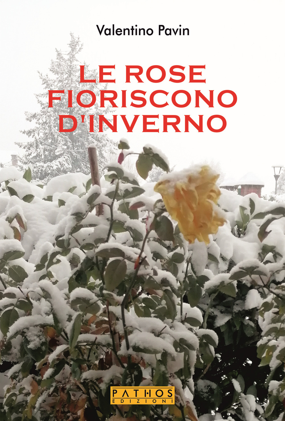 Le rose fioriscono d'inverno