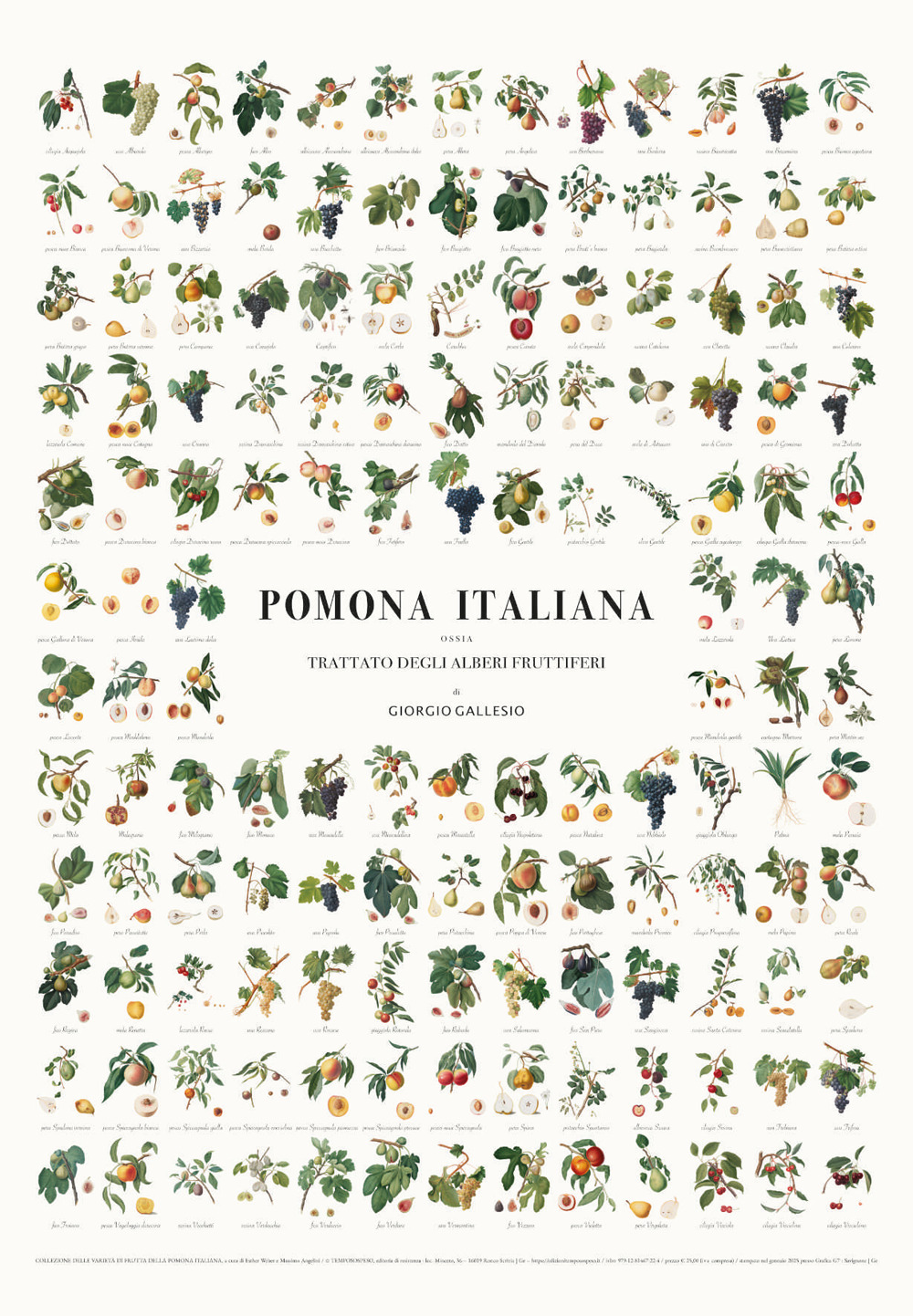 MANIFESTO DEI FRUTTI DELLA POMONA ITALIANA. Illustrazioni originali delle 142 varietà di frutta antica descritte nella Pomona Italiana di Giorgio Gallesiol