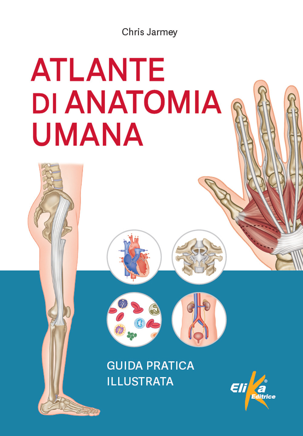 Atlante di anatomia umana. Guida pratica illustrata